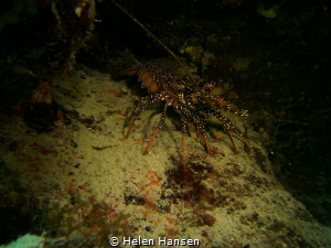 Spotted Spiney lobster by Helen Hansen 